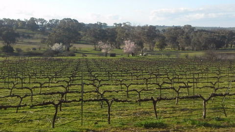 Lockwood Vineyard - Accommodation Batemans Bay 1
