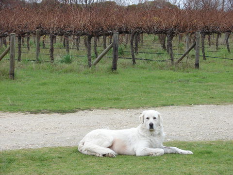 Mount Benson Estate - Accommodation Batemans Bay 1