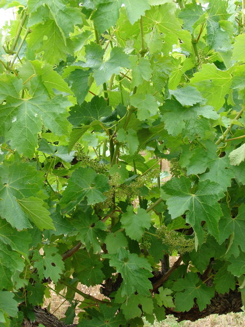 Mount Benson Estate - Accommodation Batemans Bay 2