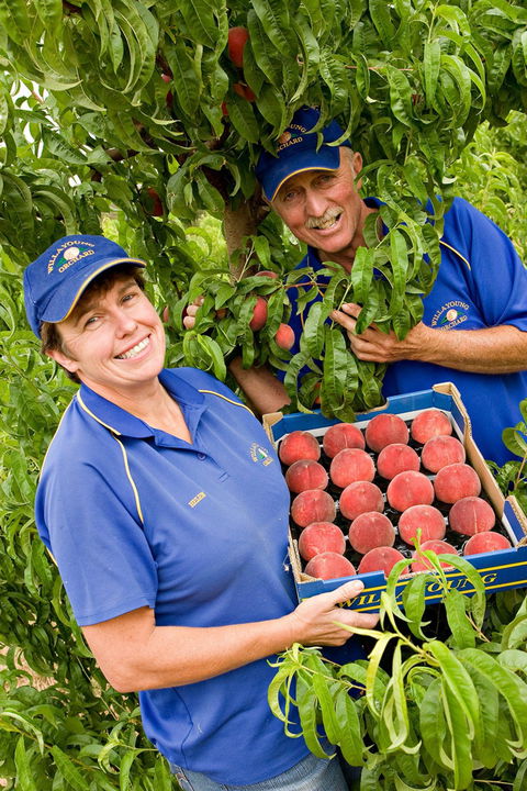 Willayoung Orchard - Accommodation Batemans Bay 0