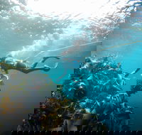 Candy Abalone - Accommodation Batemans Bay