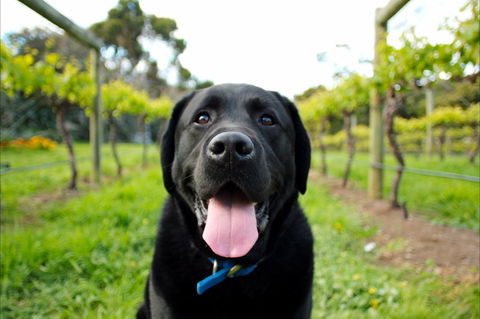 Every Man And His Dog Vineyard - Accommodation Batemans Bay 0