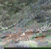 Hahndorf Venison - Accommodation Batemans Bay