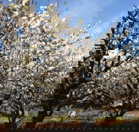 Allambie Orchard and Cafe - Accommodation Batemans Bay