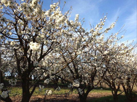 Allambie Orchard And Cafe - Accommodation Batemans Bay 0