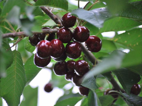 Allambie Orchard And Cafe - Accommodation Batemans Bay 1