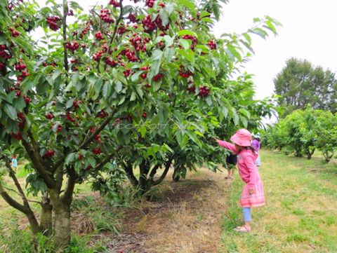 Allambie Orchard And Cafe - Accommodation Batemans Bay 2