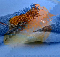 Le Sands Restaurant - Accommodation Batemans Bay