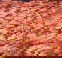 Grunske's By The River Seafood Market and Restaurant - Accommodation Batemans Bay