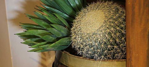 Cactus Jack's Bar & Grill - Accommodation Batemans Bay 2