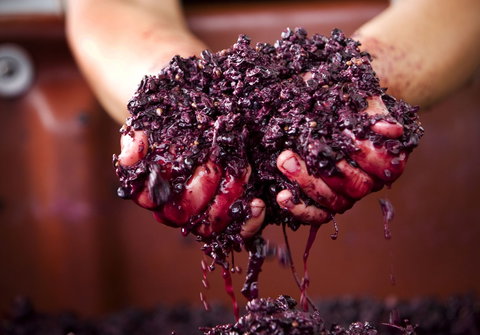 Punt Road Winery - Accommodation Batemans Bay 0