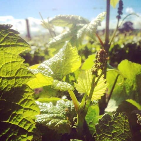 Punt Road Winery - Accommodation Batemans Bay 1