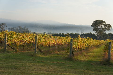 Rusty Fig Wines - Accommodation Batemans Bay 1