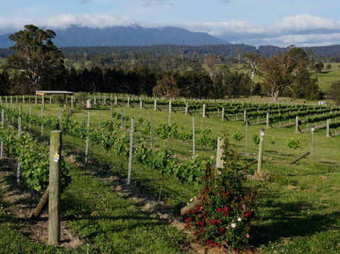 Rusty Fig Wines - Accommodation Batemans Bay 2