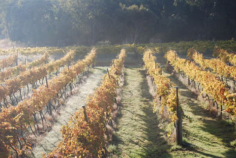 Twisted Gum Wines - Accommodation Batemans Bay 1