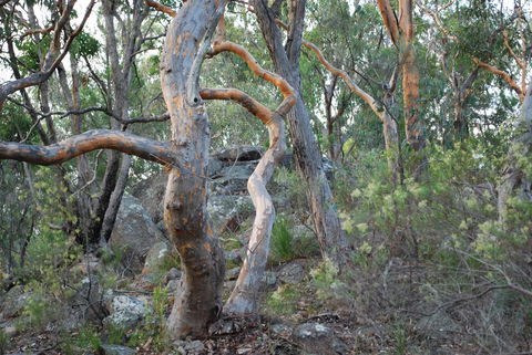 Twisted Gum Wines - Accommodation Batemans Bay 2