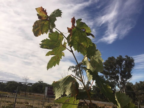 Banca Ridge Cellar Door And Vineyard - Accommodation Batemans Bay 0