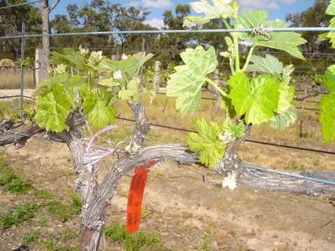 Banca Ridge Cellar Door And Vineyard - Accommodation Batemans Bay 1