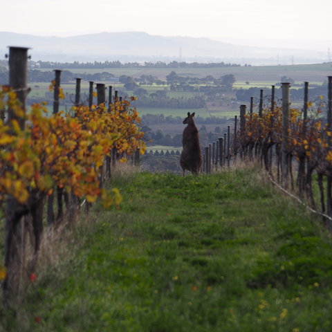 Barwon Ridge Wines - Accommodation Batemans Bay 0