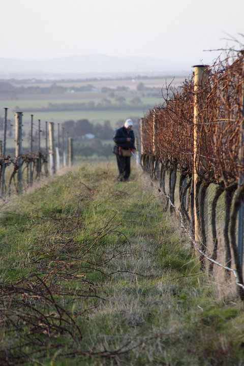 Barwon Ridge Wines - Accommodation Batemans Bay 2
