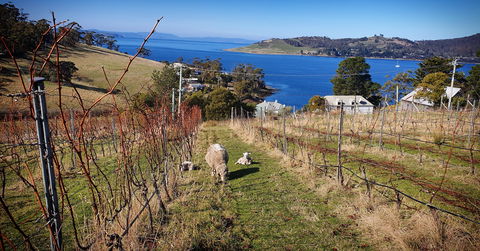 Anim Wine - Accommodation Batemans Bay 1