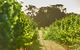 Cape Mentelle Vineyards - thumb 2