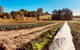 Synchronicity Farm - thumb 0