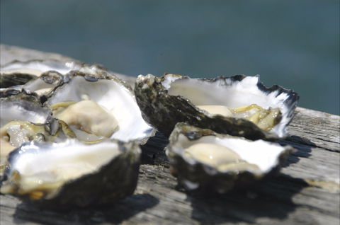 Jim Wild's Oyster Service - Accommodation Batemans Bay 0