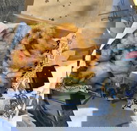 Chef's Catch - Accommodation Batemans Bay