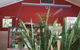 Red Breeze - thumb 2