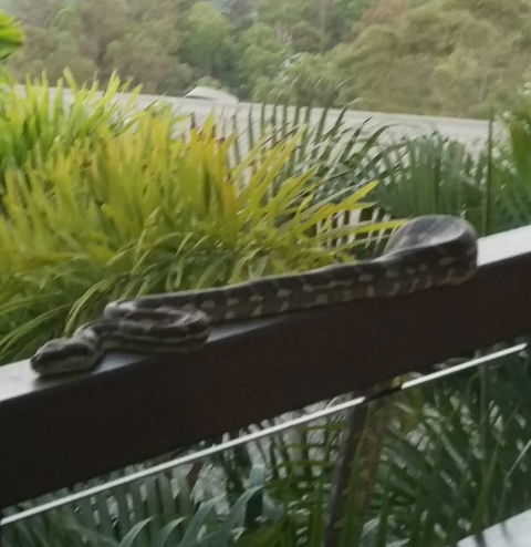 Mercure Mandy's On The Mountain Restaurant - Accommodation Batemans Bay 1