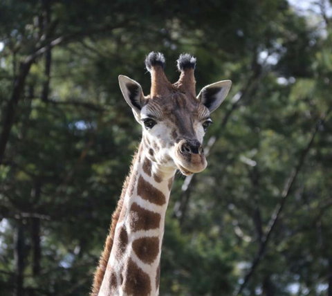 Modern Executive Apt@Barton*1BR*WiFi*Gym*Secure Parking*Canberra - Accommodation Batemans Bay 29