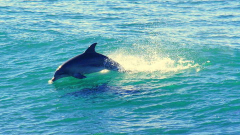 Mollymook Beach Waterfront - Accommodation Batemans Bay 22