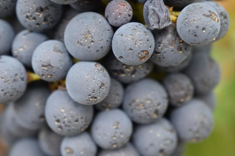 A Coonawarra Experience - Accommodation Batemans Bay 23