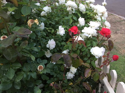 Blyth Cottage Burra - Accommodation Batemans Bay 26