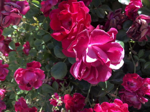 Blyth Cottage Burra - Accommodation Batemans Bay 20