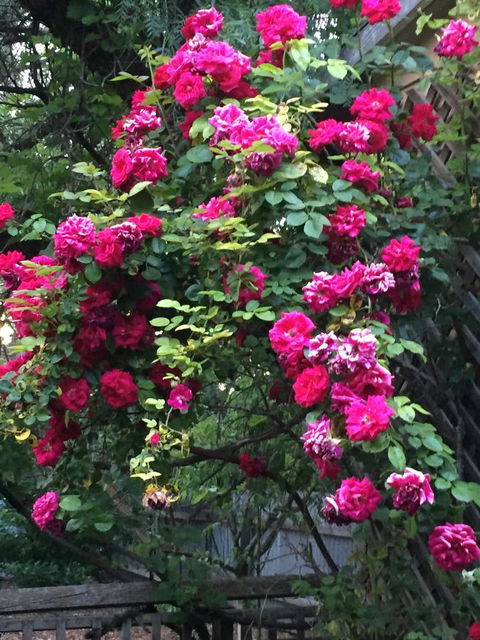 Blyth Cottage Burra - Accommodation Batemans Bay 25