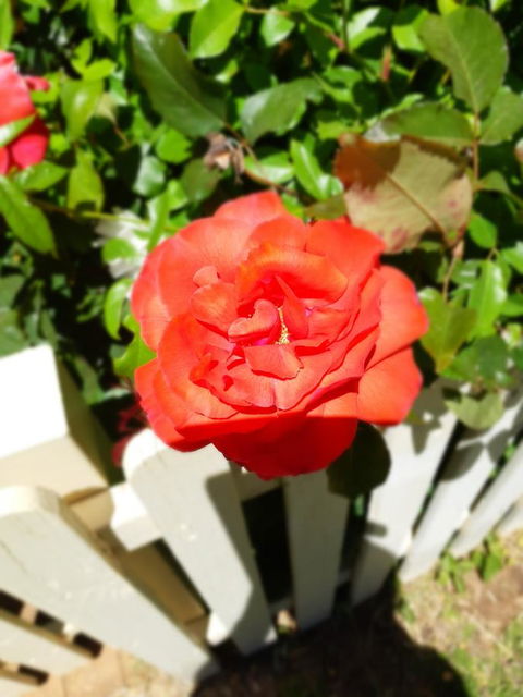 Blyth Cottage Burra - Accommodation Batemans Bay 23