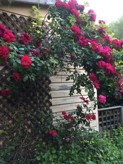 Blyth Cottage Burra - Accommodation Batemans Bay 24