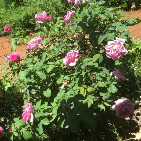 Blyth Cottage Burra - Accommodation Batemans Bay 28