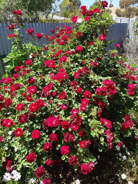 Blyth Cottage Burra - Accommodation Batemans Bay 22