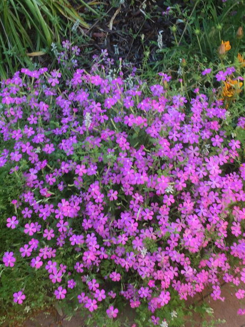 Blyth Cottage Burra - Accommodation Batemans Bay 30