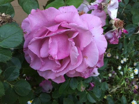 Blyth Cottage Burra - Accommodation Batemans Bay 27