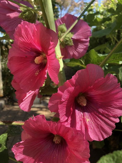 Blyth Cottage Burra - Accommodation Batemans Bay 21