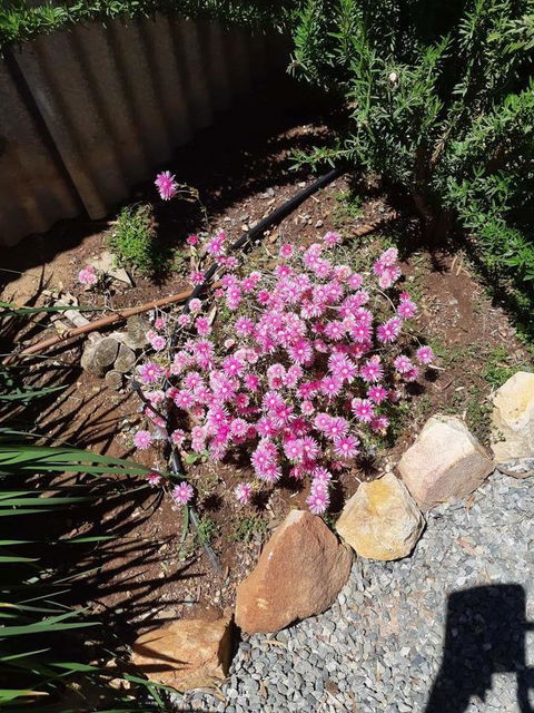 Blyth Cottage Burra - Accommodation Batemans Bay 19