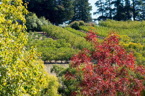 The Manor Basket Range - Accommodation Batemans Bay 16