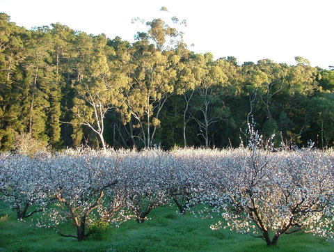 Taralee Orchards - Accommodation Batemans Bay 5