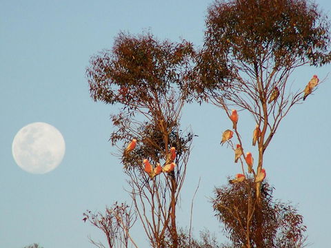 Burra Motor Inn - Accommodation Batemans Bay 28