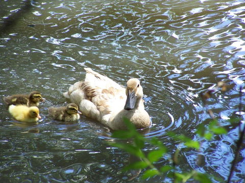 Burra Motor Inn - Accommodation Batemans Bay 27