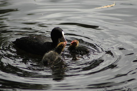 Burra Motor Inn - Accommodation Batemans Bay 26